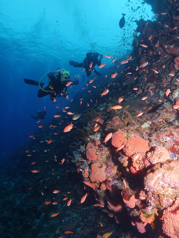 Lặn biển Batu Bolong ngắm hệ sinh thái rạn san hô. Nguồn: id_divesafaris